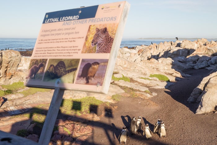 POLL: Should leopards be culled to protect endangered penguins? 2200