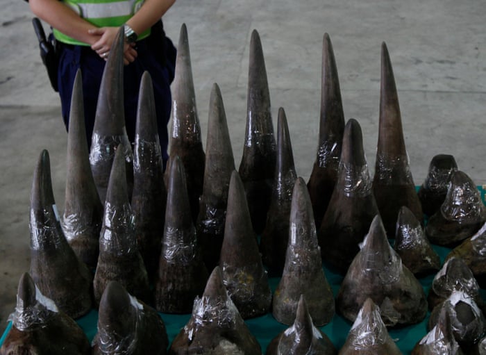 POLL: Can legalised trade save Africa's last rhinos from poaching? 3294