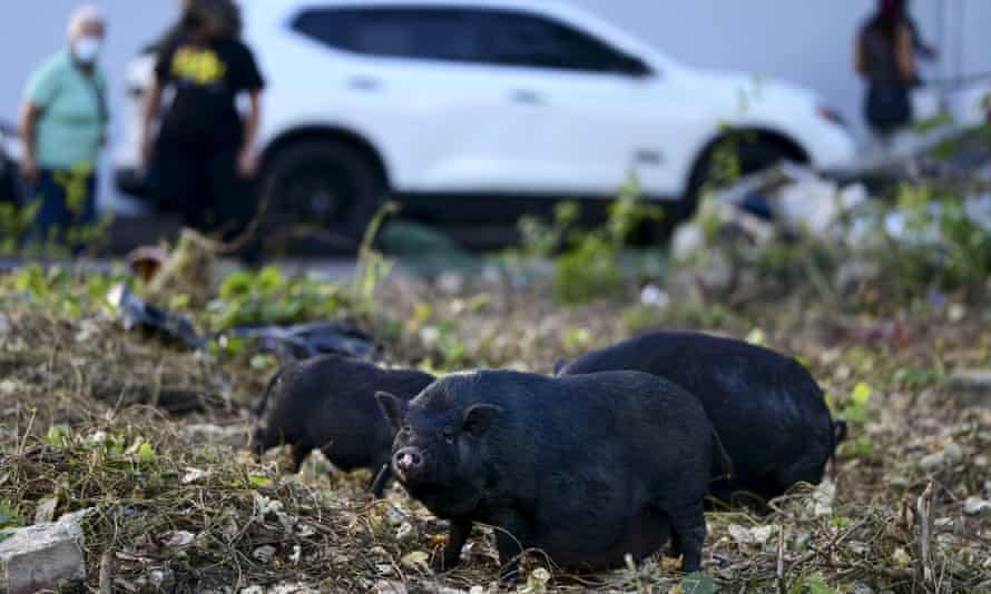 The original pet, or descendants of the original pet, bred at an alarming rate that US territory declared a health emergency last year so that federal authorities could begin eradicating them.