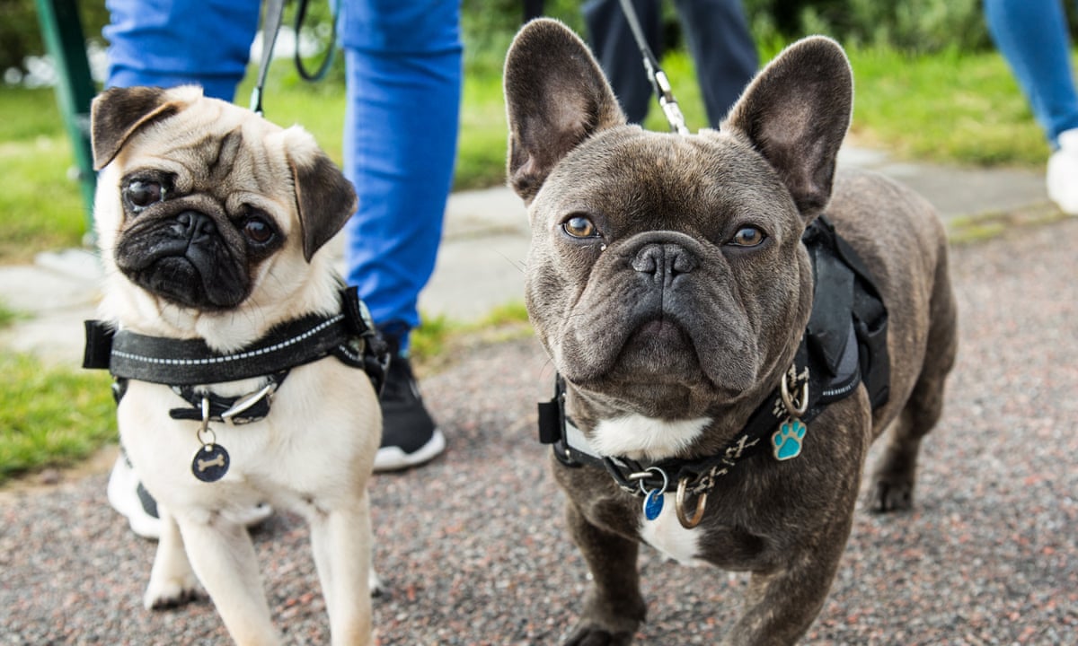 Popularity of pug-like dogs 'could be fuelling rise in canine fertility clinics' | Animal welfare | The Guardian
