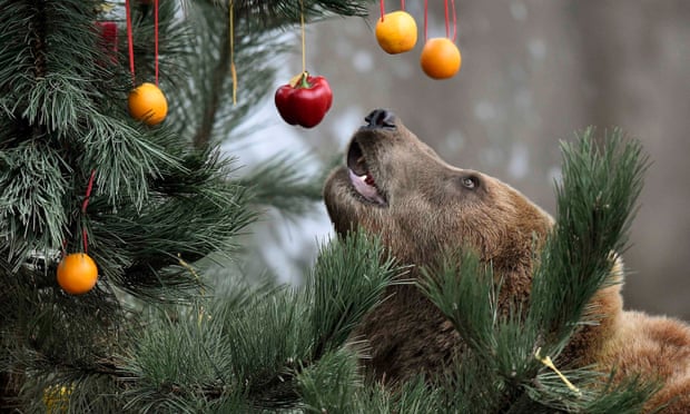 bear christmas tree fruit