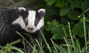 Badgers are lured from their setts or into cages and shot.