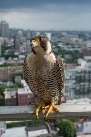 11/06/2015 A peregrine falcon nest diary in Chicago: from brooding to hatching and now fledging.