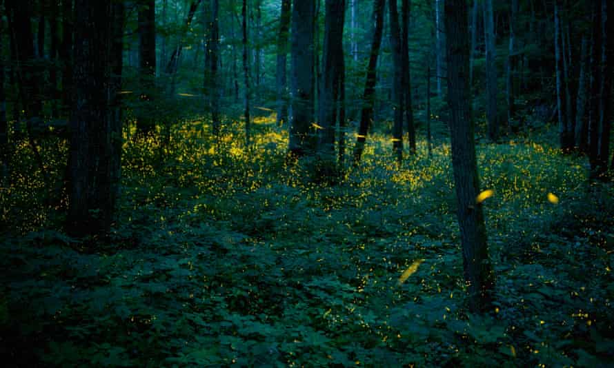 Syncronous Fireflies (Photinus carolinus) illuminating the forests of Smoky Mountains National Park, Tennesse.