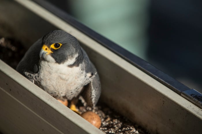 13/05/2015 Peregrines are adapting to breeding in cities around the world. Our tall office blocks &amp; apartments are seen by them as pseudo cliffs. 