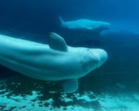 Beluga whales swim in a tank at Marineland amusement park in Niagara Falls, Ontario, Canada, 9 June, 2023.
