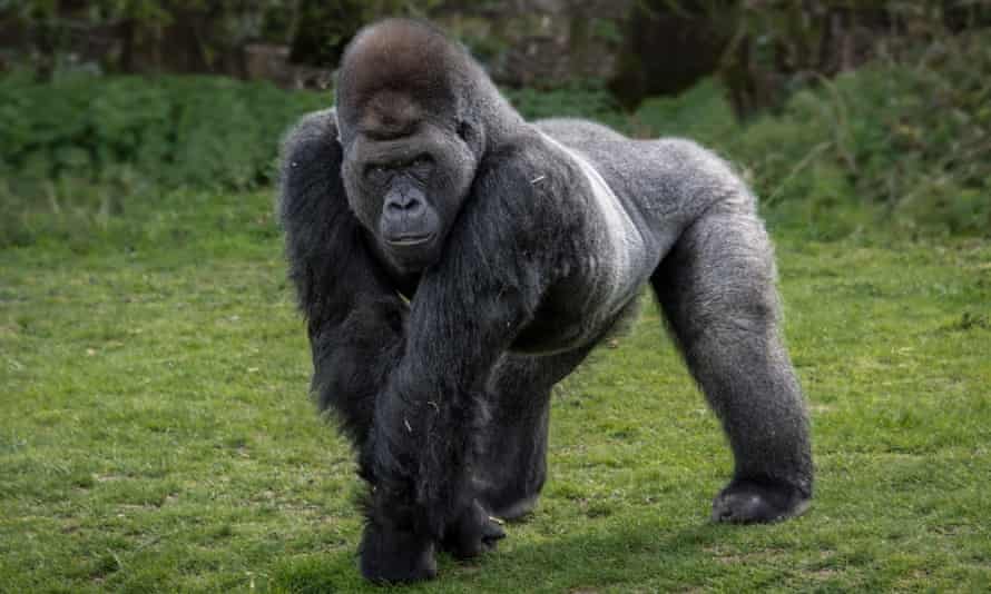Silver back gorilla