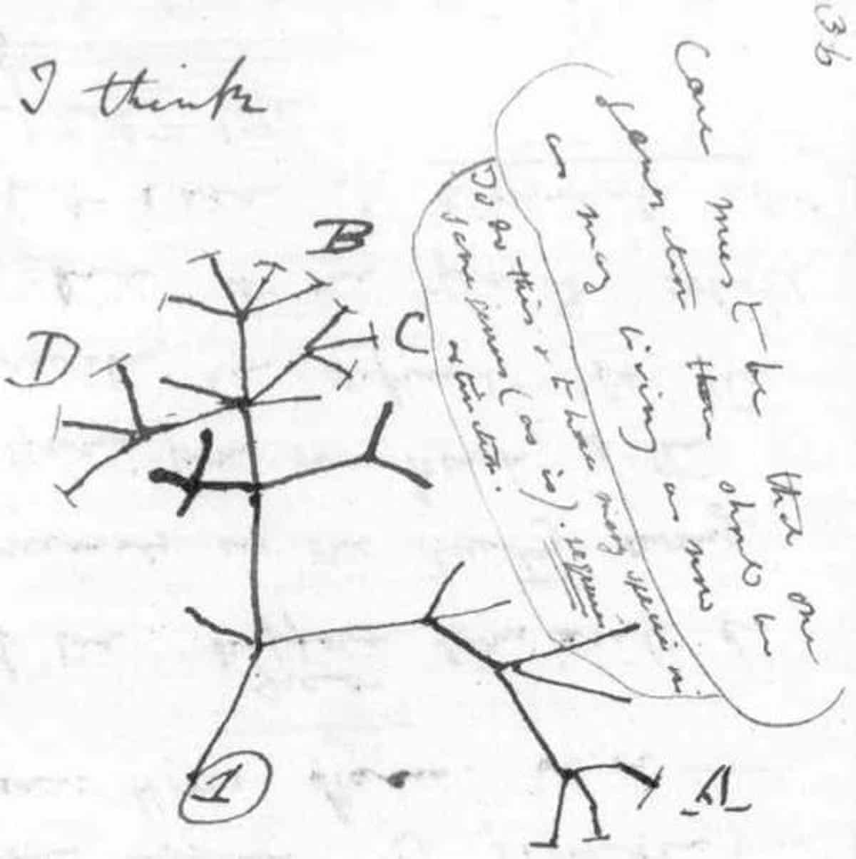Image on immutable and mutable trees