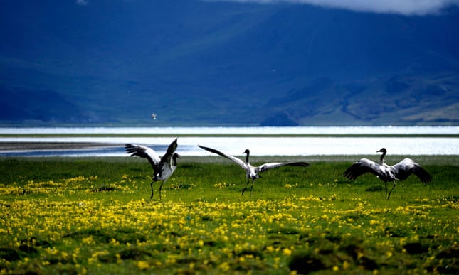 Tibetan crane's winter habitat under threat from Indian hydroelectric project Tibetan crane’s winter habitat under threat from Indian hydroelectric project