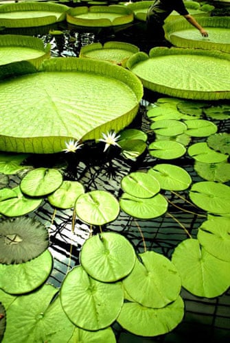 botanical garden kuala lumpur botanical gardens bronx metro north