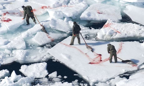 Seal hunting should be banned in canada | kibin