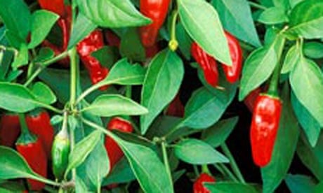 Gardens: Chillies