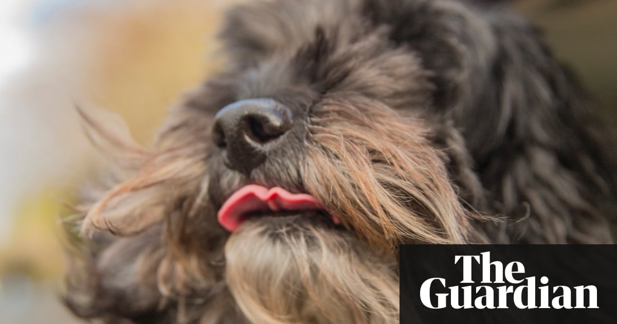 These Striking Photos Show How Dogs Change as They Get Older These Striking Photos Show How Dogs Change as They Get Older