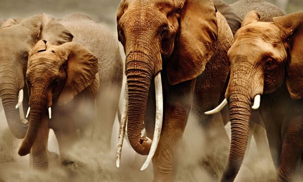 Scientists: we are 'condemning' forest elephants by ignoring evidence African elephants in Keny 012