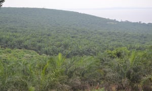 Palm oil plantation in Kalangala district, Uganda.