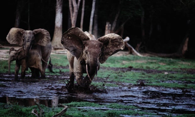 Scientists: we are 'condemning' forest elephants by ignoring evidence 372b3976 9632 4781 839a b619c5d6df04