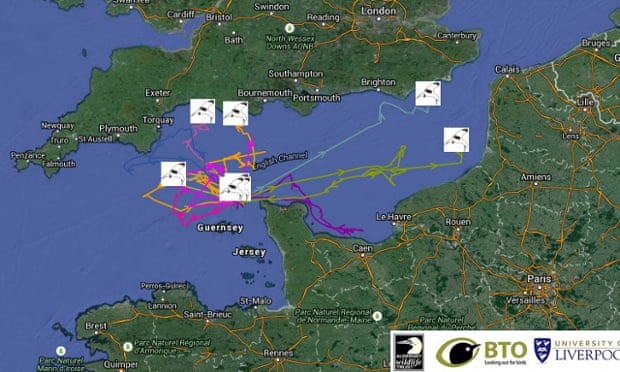 Gannets flight tracked in real time for the first time via 3G d54144bf 0d4d 4d31 ba14 5b14458c39ef