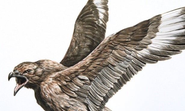 Great Skua (Stercorarius skua). Illustration by George Boorujy [Source: The Guardian]