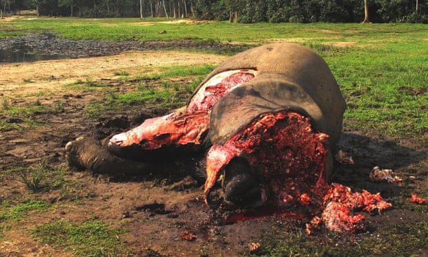 Scientists: we are 'condemning' forest elephants by ignoring evidence 2c844149 df07 4d94 9c8a c4023388c398