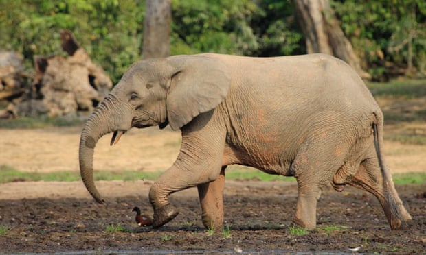 Scientists: we are 'condemning' forest elephants by ignoring evidence a3ef6a39 6e80 4b8f a912 a1f26a79ff75