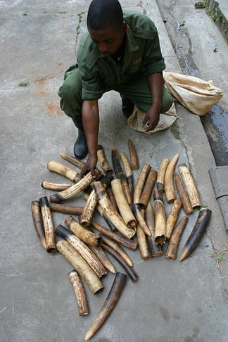 Scientists: we are 'condemning' forest elephants by ignoring evidence 43d96739 7785 4ebb 8fd7 4c4c4ffe8cdb bestSizeAvailable