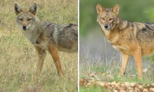 Same or different? African golden wolf, <em>Canis anthus</em>, (left) and Eurasian golden jackal, <em>C. aureus</em> (right).