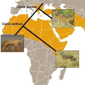 phylogeography of the golden jackal/golden wolf
