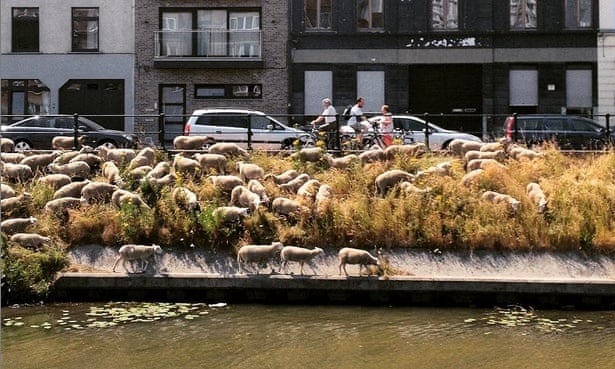 Free-range sheep grazing the steep banks of the river