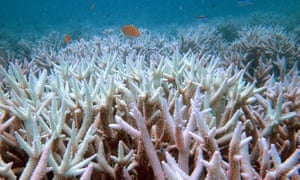 Fish swim amongst bleached coral near the Keppel Islands in the Great Barrier Reef, Australia.