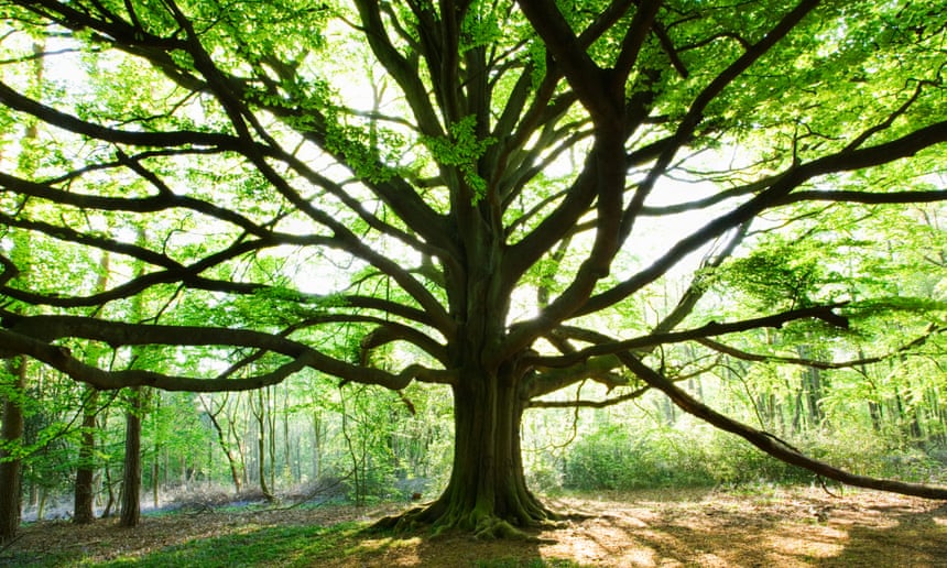 Beech Tree, on the North Downs near Dorking, Surrey, UK.