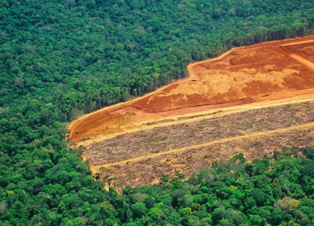 Deforestation in the Amazon. Forest destruction worldwide has pushed innumerable species into extinction, many of which we may never know.