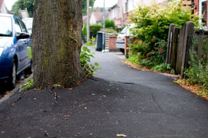 Lime tree roots forcing up tarmac. The Rustling Road dispute is over the proposed felling of 11 mature lime trees.