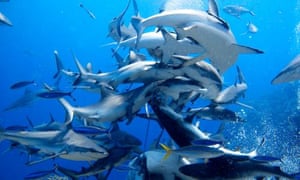 The fisheries minister says researchers believe enough sharks had been tagged for behaviour analysis.