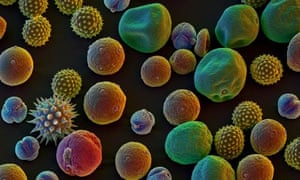Allergenic pollen mix