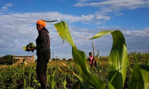 A women picks vegetables from her garden as her daughter looks on at Ha-Monamoleli village, about 40 kilometres east of Maseru, February 27, 2015. REUTERS/Siphiwe Sibeko (LESOTHO - Tags: AGRICULTURE ANIMALS)