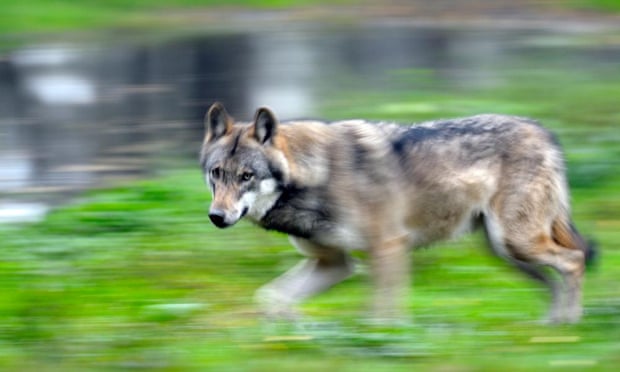 A European grey wolf (Canis lupus lupus).