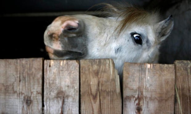 A community-owned horse is seen in a village east of Budapest. The village of Megyer is being put up for rent by its mayor - along with its six horses, two cows and a bus stop