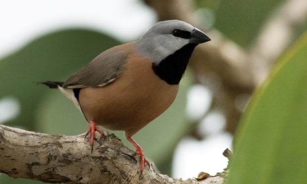 Conservationists claimed in court that Adani had understated environmental risks such as the mine’s impact on the endangered black-throated finch which it could push to extinction.