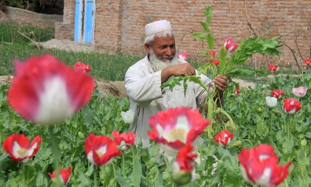 An Afghan farmer harvests in an opium poppy field in Jalalabad, Afghanistan on 27 March 2015. <BR>Afghanistan is listed as world’s largest opium producer.