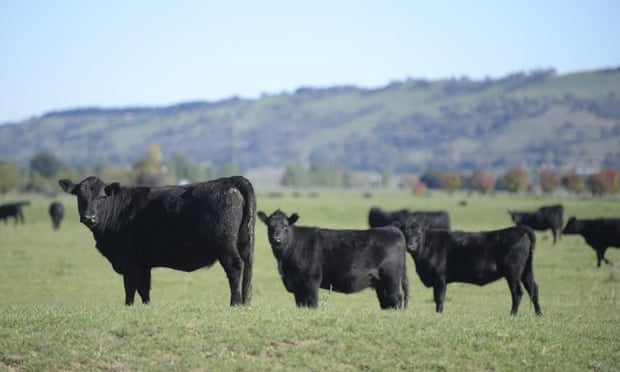 cows stock