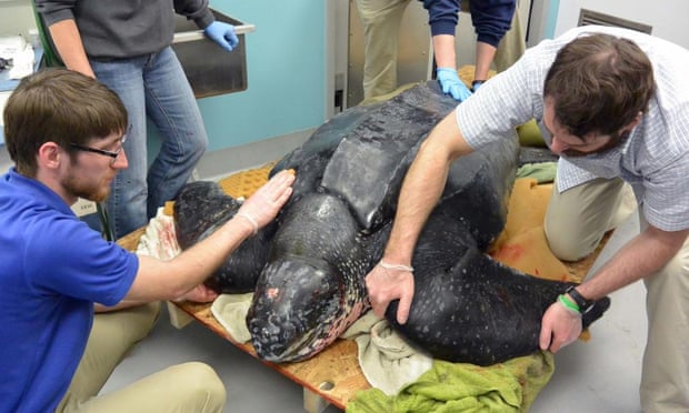 500-pound leatherback turtle