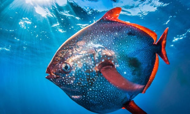Opah - The Warm-Blooded Fish... 1000