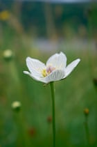 Britain's wild flowers: Grass of Parnassus