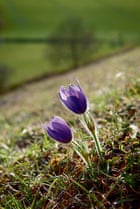 Britain's wild flowers: Pasque Flower
