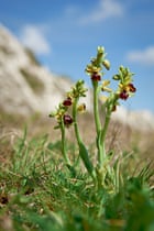 Britain's wild flowers: Early Spider Orchid