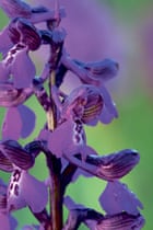 Britain's wild flowers: Green Winged Orchid