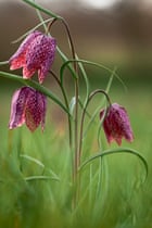 Britain's wild flowers: Fritillaries
