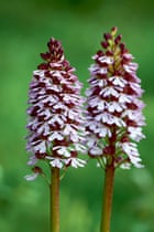 Britain's wild flowers: Lady Orchid