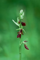 Britain's wild flowers: Fly Orchid