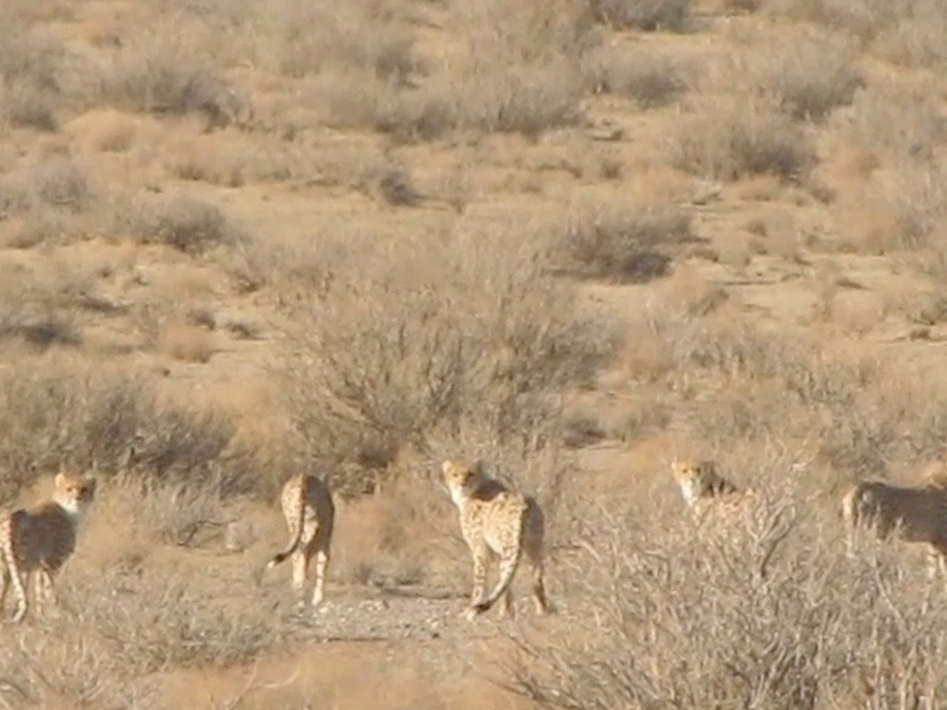 http://i.guim.co.uk/static/w-1920/h--/q-95/sys-images/Guardian/Pix/pictures/2013/10/23/1382531708042/Asiatic-Cheetahs-in-Iran-005.jpg